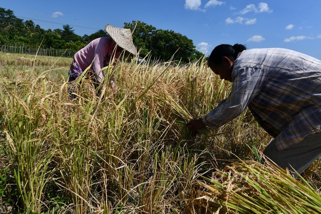 Petani memanen padi di Desa Tunganamo, Kecamatan Pantai Baru, Pulau Rote, Kabupaten Rote Ndao, Nusa Tenggara Timur, Sabtu (11/5/2024). Seluruh pertanian di Pulau Rote merupakan sawah tadah hujan.