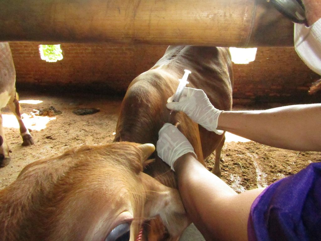 Petugas memberikan vaksin PMK pada sapi milik peternak di Kelurahan Rajabasa Jaya, Kecamatan Rajabasa, Kota Bandar Lampung, Selasa (28/6/2022).
