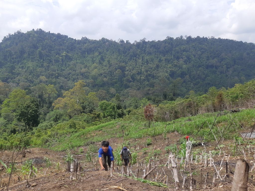 Suasana ladang milik keluarga Muliyadi (29) di Kampung Mului, Desa Swan Slotung, Kecamatan Muara Komam, Kabupaten Paser, Kalimantan Timur, Senin (20/11/2023).