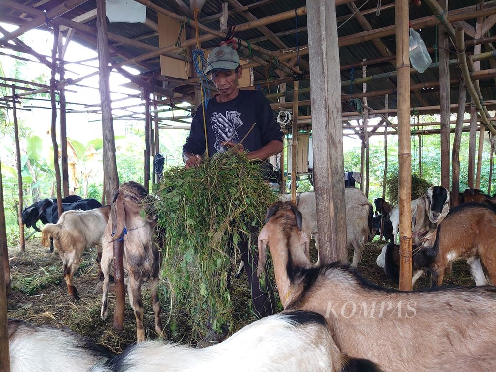 Suasana di salah satu lapak penjualan hewan kurban di Bandar Lampung, Jumat (23/6/2023). Pemerintah Provinsi Lampung menyatakan stok hewan kurban tahun ini surplus. 