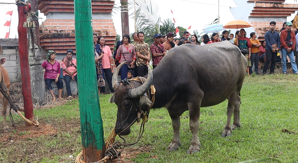 Salah satu kerbau yang akan dijadikan kurban dalam ritual adat mamapas lewu di Desa Bangkal, Kabupaten Seruyan, Kalimantan Tengah, Minggu (3/3/2024). Mamapas lewu dilaksanakan warga Bangkal untuk membersihkan desa dari petaka dan konflik.