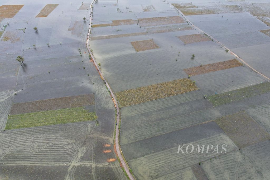 Lanskap lahan persawahan yang terendam banjir di Desa Wates, Undaan, Kudus, Jawa Tengah, Kamis (2/3/2023). Sebagian lahan yang terendam banjir tersebut ditanami padi yang sudah memasuki masa panen.