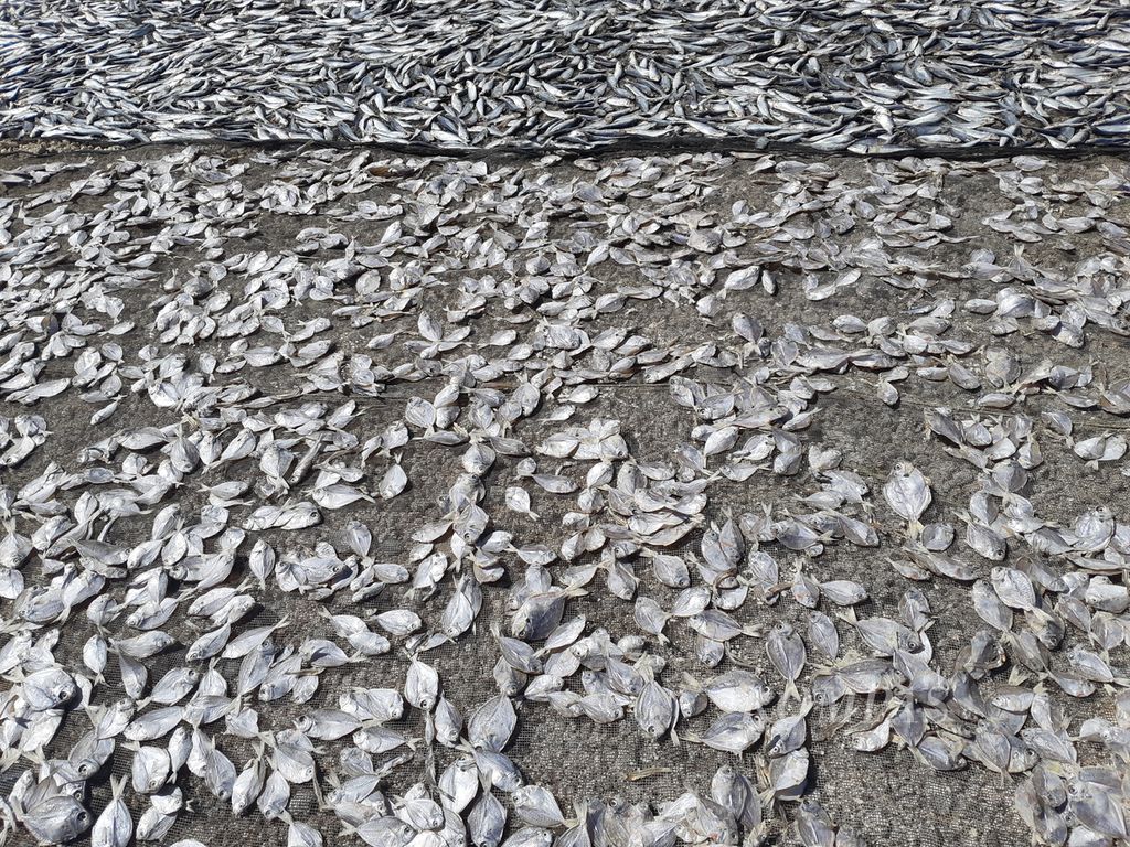 Ikan kuwe dan tembang dijemur di Kampung Nelayan Oesapa, Kota Kupang, Nusa Tenggara Timur, pada Sabtu (19/8/2023). Menjemur adalah salah satu cara mengawetkan ikan. Penjemuran di bawah terik matahari itu biasanya memakan waktu tiga hari.