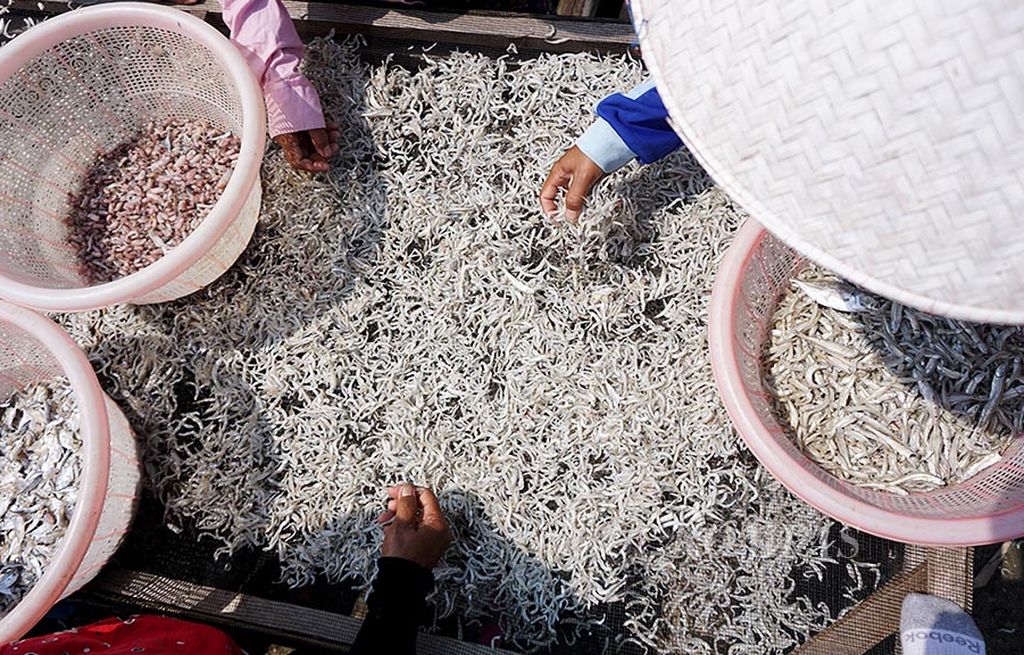 Buruh lepas memilah ikan teri di Pulau Pasaran, Kecamatan Teluk Betung Timur, Bandar Lampung, Selasa (25/7). Harga garam kasar di Bandar Lampung naik dari Rp 1.400 per kilogram menjadi Rp 5.000. Minimnya stok dan mahalnya harga garam di kota itu membuat sebagian pelaku usaha pengolahan ikan teri di Pulau Pasaran mengurangi produksi ikan teri hingga 50 persen.