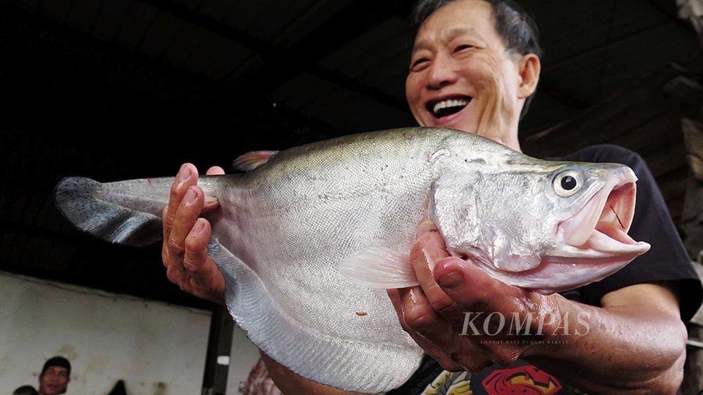 Pengepul ikan Herman Efendi menunjukkan ikan belida yang ia peroleh dari nelayan di Pasar Sekanak, Palembang.