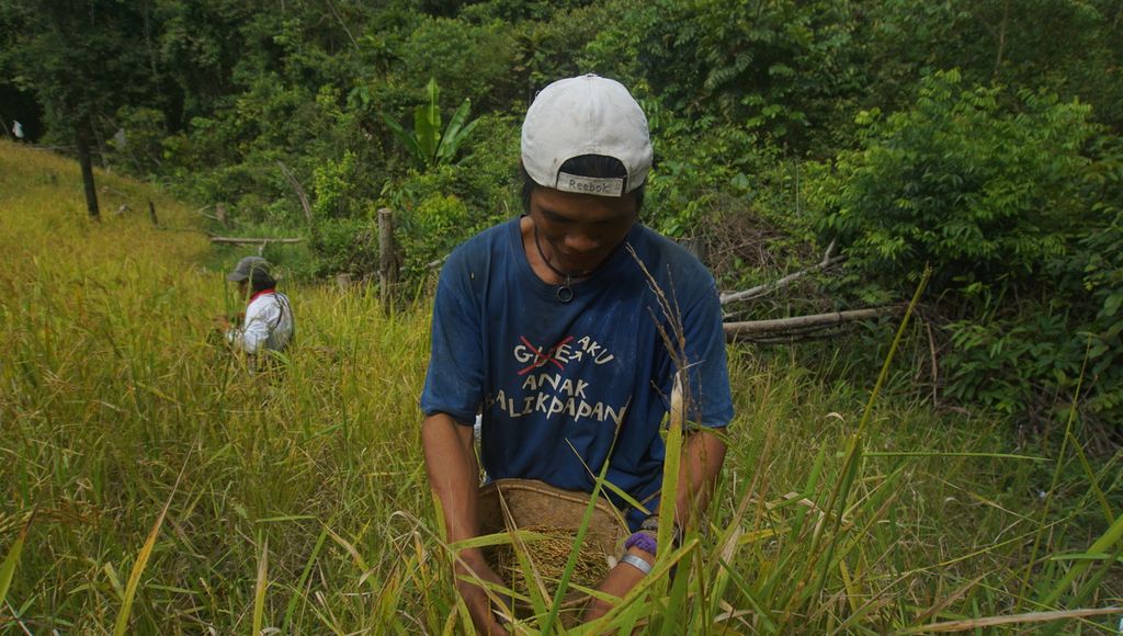Warga Dusun Mului memotong leher batang padi ladangnya dalam proses panen di Dusun Mului, Kabupaten Paser, Kalimantan Timur, Sabtu (13/3/2021). Panen bisa dilakukan enam bulan setelah padi ditanam. Lahan seluas kurang dari 1 hektar bisa menghasilkan gabah kering giling sebanyak 2-3 ton.