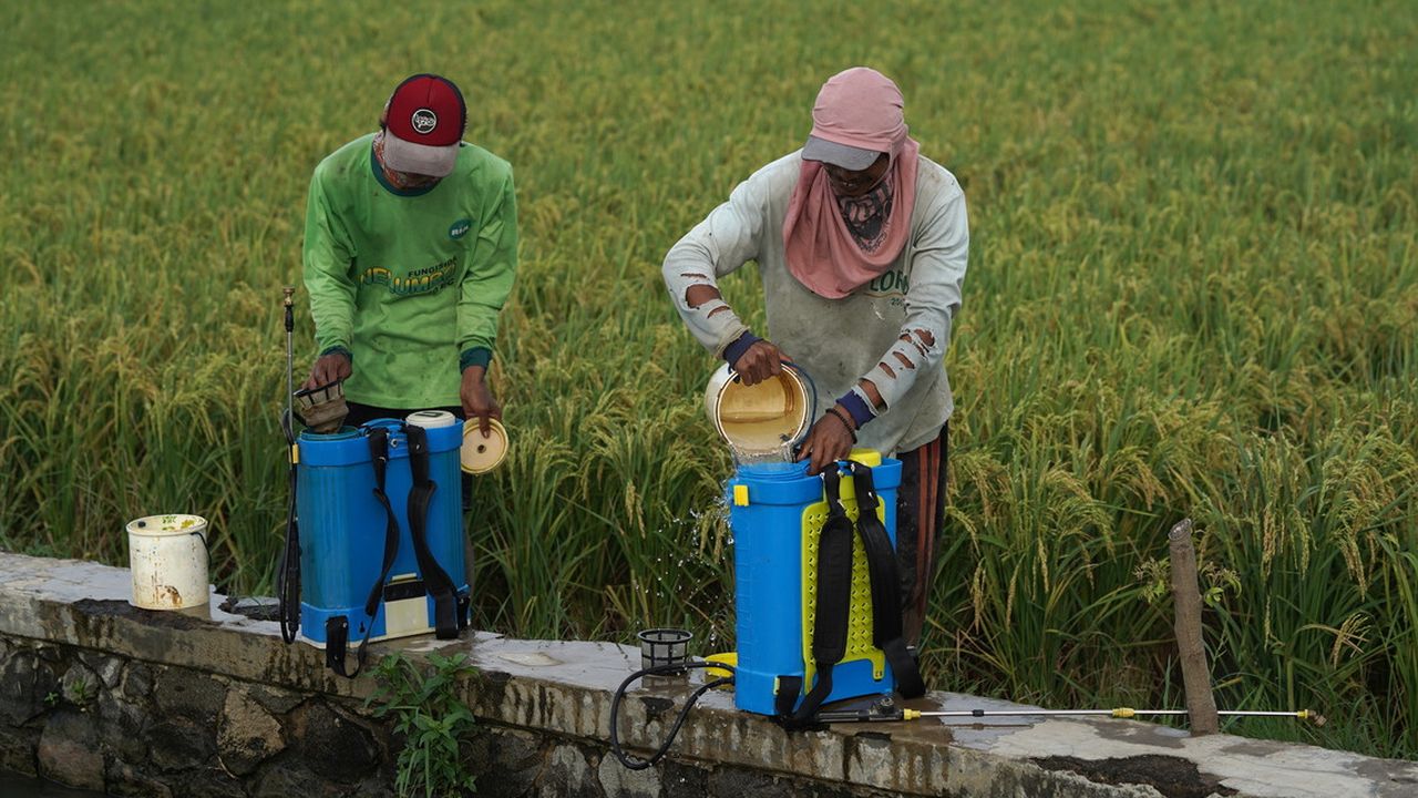 22 Pestisida Dikaitkan dengan Kanker Prostat