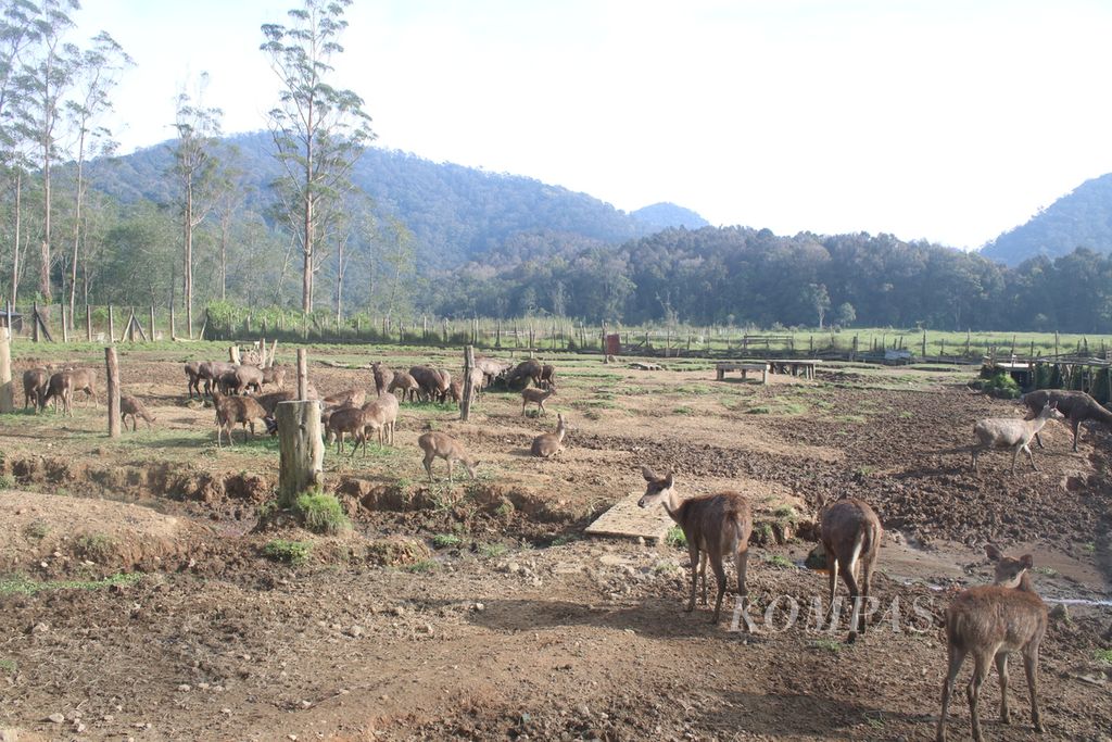 A number of deer looking for food and playing in the captive area, Ranca Upas, Bandung regency, West Java, Tuesday (14/3/2023). 