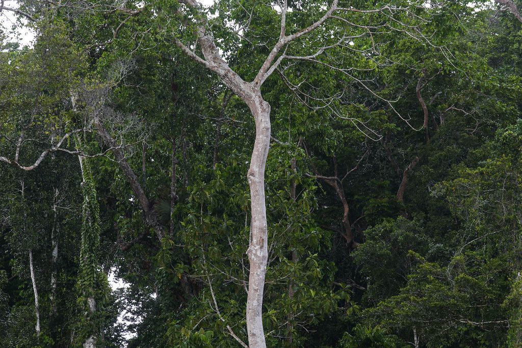 Kayu yang tumbuh di kawasan hutan adat milik Kampung Aib, Distrik Kemtuk, Kabupaten Jayapura, yang masih terjaga kelestariannya, Sabtu (4/12/2021). Sekelompok masyarakat adat bertekad menjaga hutan adat miliknya di tengah ancaman pembalakan hutan yang terjadi secara masif di wilayah Papua.