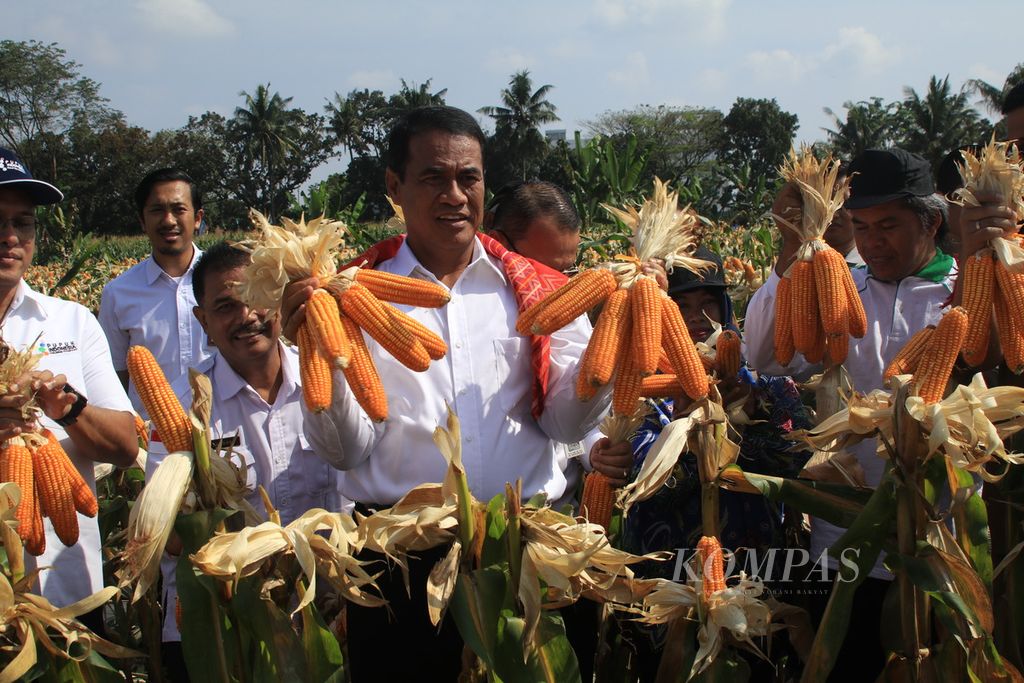 Menteri Pertanian Andi Amran Sulaiman (tengah) memanen jagung di Medan Tuntungan, Kota Medan, Sumatera Utara, Senin (5/2/2024). 