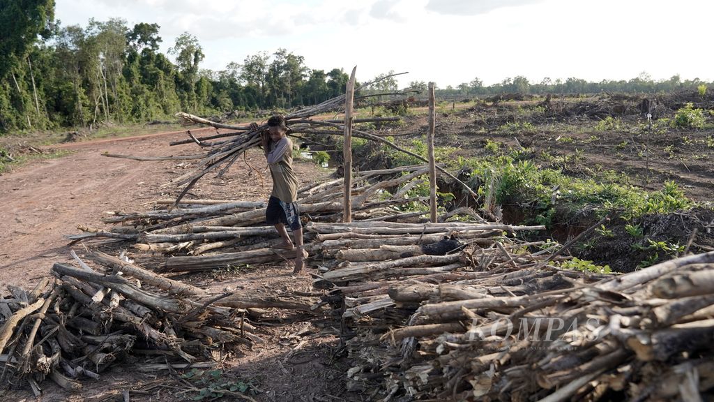 Anak-anak mengumpulkan leles di sekitar bivak di Distrik Animha, Kabupaten Merauke, Papua, Jumat (11/11/2022). Anak-anak terbiasa hidup di bivak dari kecil. Selama enam hari warga berada di bivak untuk mencari dahan dan ranting tebangan hutan yang biasa di sebut leles dan menjualnya kepada perusahaan. Satu kubik tumpukan leles dibeli Rp 80.000. 