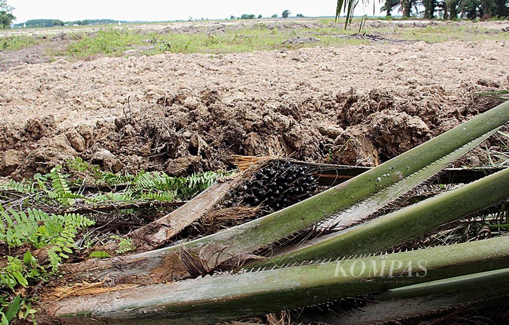 Di Kecamatan Bunga Raya, Siak, Riau, Kamis (31/8), tanaman kelapa sawit tidak terlalu berharga dibandingkan dengan padi sawah. Para petani lebih memilih menumbangkan pohon sawit agar dapat bertanam padi yang dianggap lebih ekonomis.