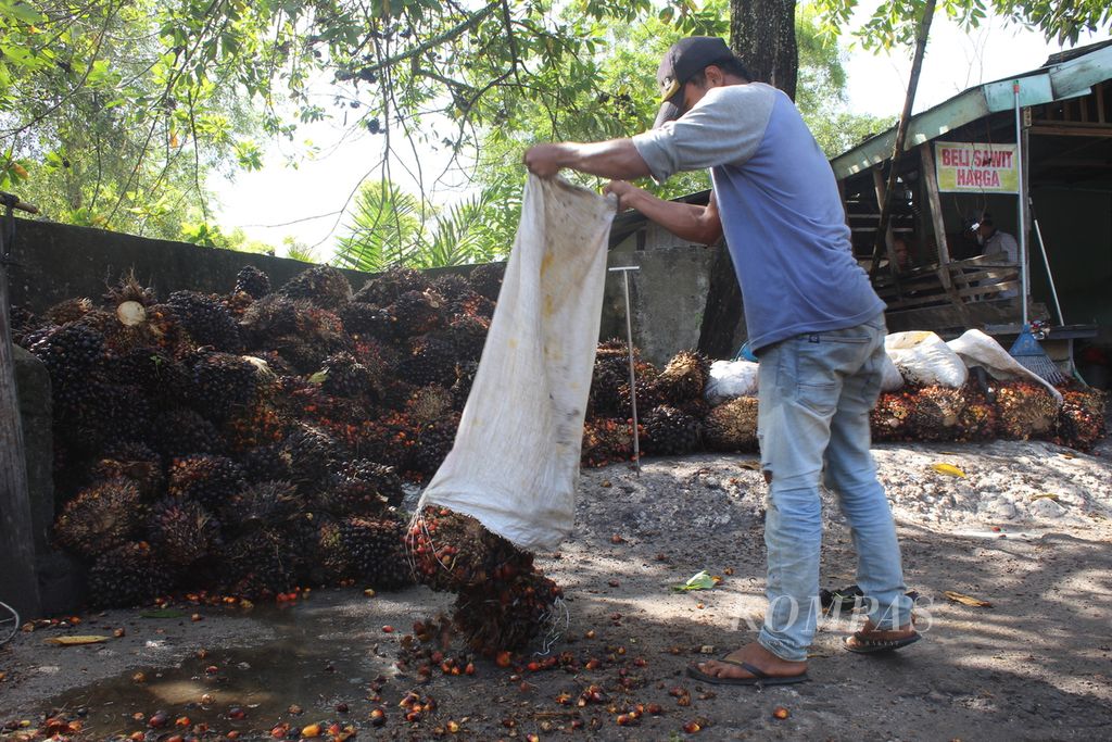 Pengepul buah sawit di Kota Palangkaraya, Kalimantan Tengah, menimbang buah sawit pada Selasa (26/4/2022).