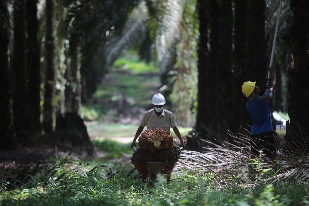 Ilustrasi. Pekerja memanen kelapa sawit di areal perkebunan PT Sawit Sumbermas Saran Tbk (SSMS) di Pangkalan Bun, Kalimantan Tengah, Kamis (29/4/2021). 