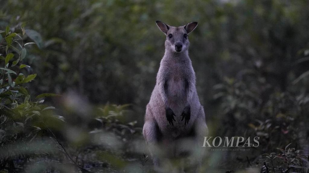Kanguru di Bomisai, Taman Nasional Wasur, Merauke, Papua, Kamis (12/3/2020). Mamalia besar asli yang terdapat di kawasan TN Wasur adalah tiga marsupial, yaitu kanguru lincah (<i>Macropus agilis</i>), kanguru hutan/biasa (<i>Darcopsis veterum</i>), dan kanguru bus (<i>Thylogale brunii</i>). 