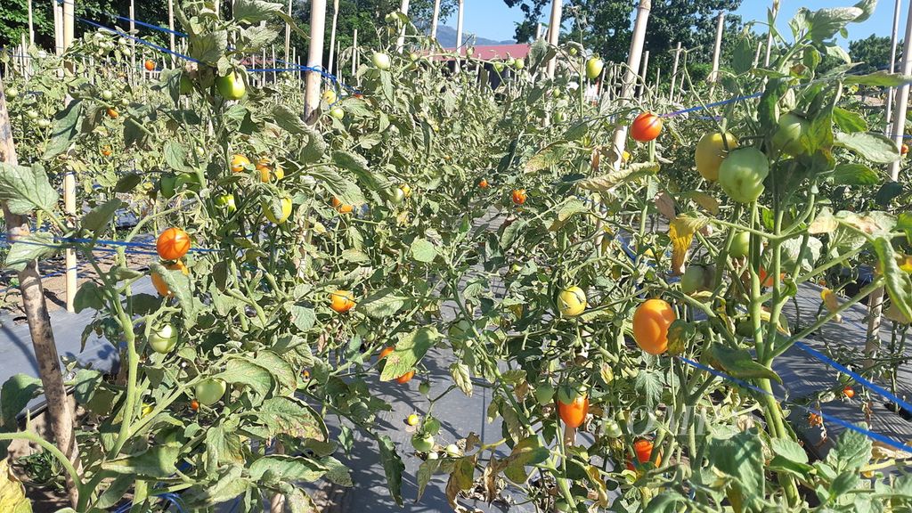 Tomat yang sudah berbuah di lahan dengan sistem irigasi tetes berbasis digital di Maumere, Kabupaten Sikka, NTT, Selasa (21/6/2022). Dalam 1 hektar, tomat yang dihasilkan minimal 25 ton.