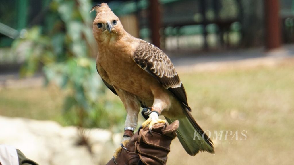 Burung elang jawa ditampilkan di Taman Burung di kawasan Taman Mini Indonesia Indah, Jakarta, Sabtu (12/8/2023). 