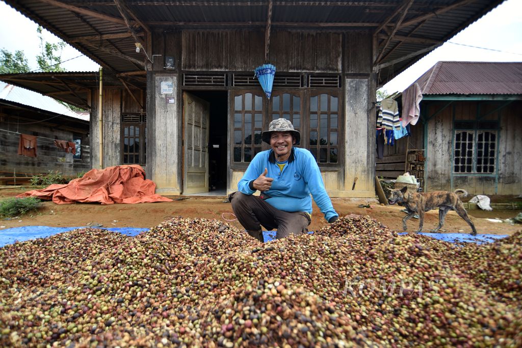 Petani Mujid Tahidi berpose seusai memecah kulit buah kopi setelah dipanen dari kebun di kawasan Rimba Candi, Dempo Tengah, Kota Pagaralam, Sumsel, Kamis (4/7/2024).