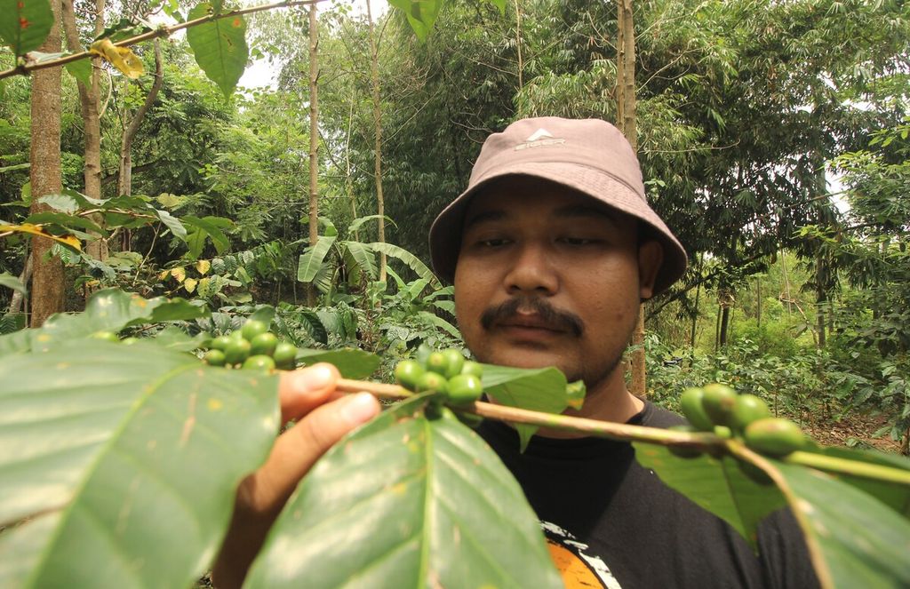 Dian Nugraha Ramdani mengecek kondisi pohon kopi di kebunnya di Blok Sinapeul, Desa Sindanggalih, Cimanggung, Kabupaten Sumedang, Jawa Barat, Rabu (8/9/2021). Dian merupakan peserta program Petani Milenial yang digagas Pemerintah Provinsi Jabar. 