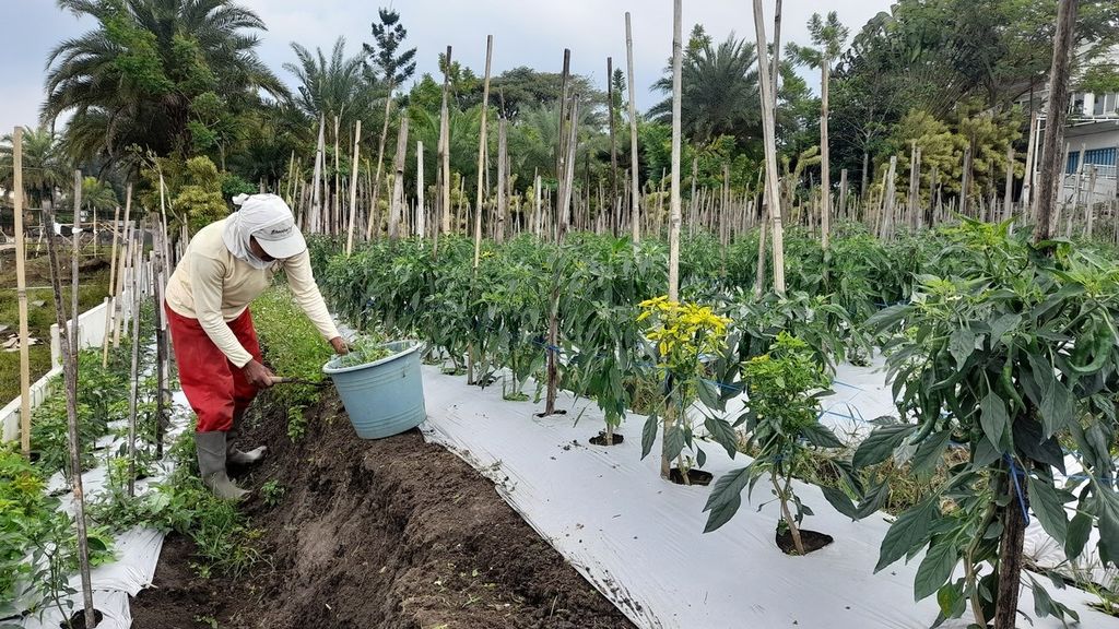 Seorang petani tengah menyingkirkan rumput yang tumbuh di sela-sela tanaman cabai dengan buah masih menghijau di Junrejo, Kota Batu, Jawa Timur, Rabu (29/3/2023).