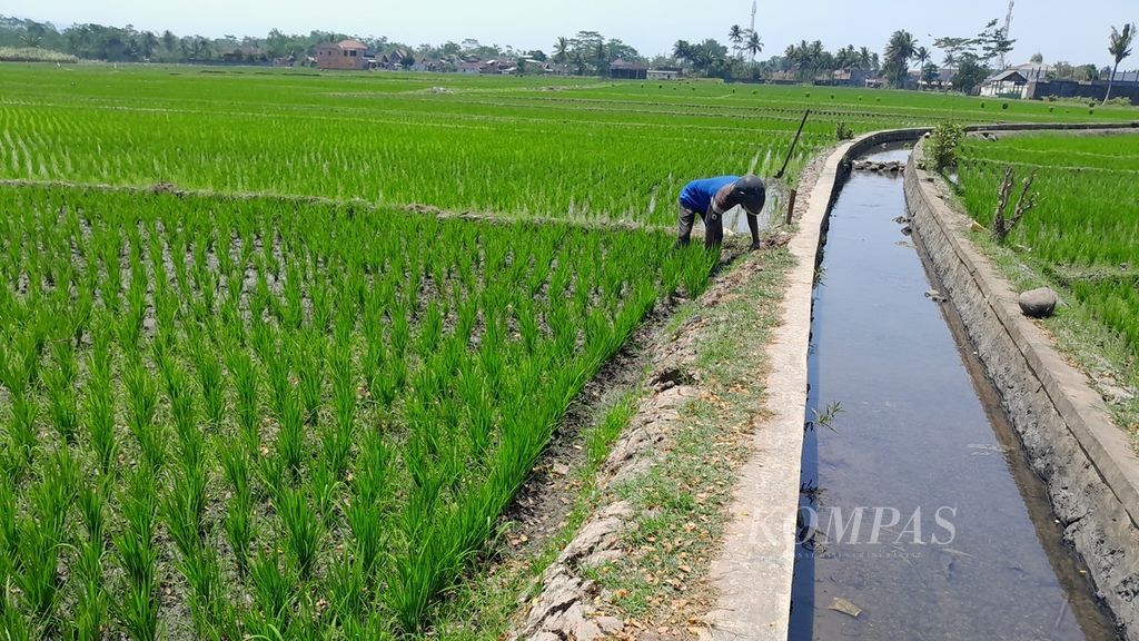 Seorang petani di Desa Mojosari, Kecamatan Kepanjen, Kabupaten Malang, Jawa Timur, Selasa (5/9/2023), tengah membenahi saluran air dari irigasi tersier ke sawah miliknya yang ditanami padi berumur tiga pekan.