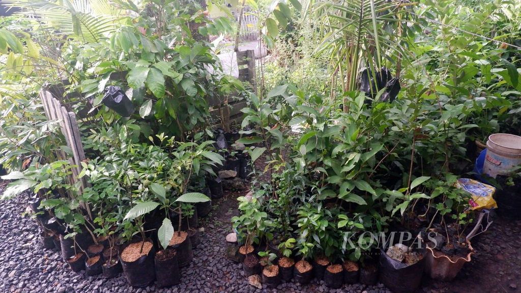 Aneka bibit tanaman buah dan tanaman kayu untuk penghijauan di pekarangan rumah Bambang Karyanto (64), pegiat lingkungan di Banjarmasin, Kalimantan Selatan, Jumat (11/2/2022).