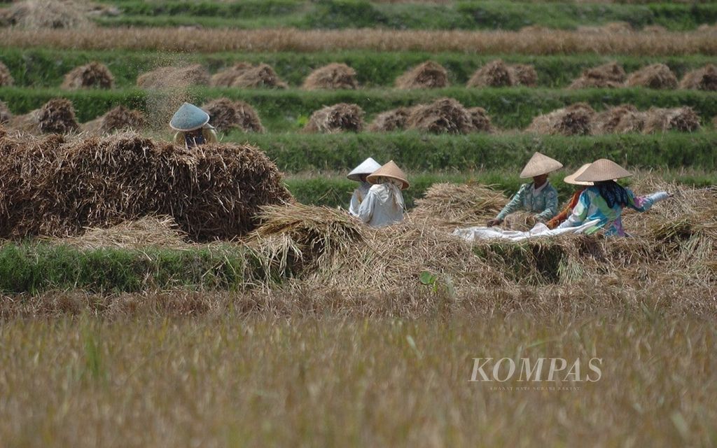 Menjelang berakhirnya musim kemarau, petani di Cemorokandang, Kota Malang, Jawa Timur, Senin (30/10/2006), panen raya. Harga gabah di tingkat petani saat ini mencapai Rp 200.000 per kuintal. .