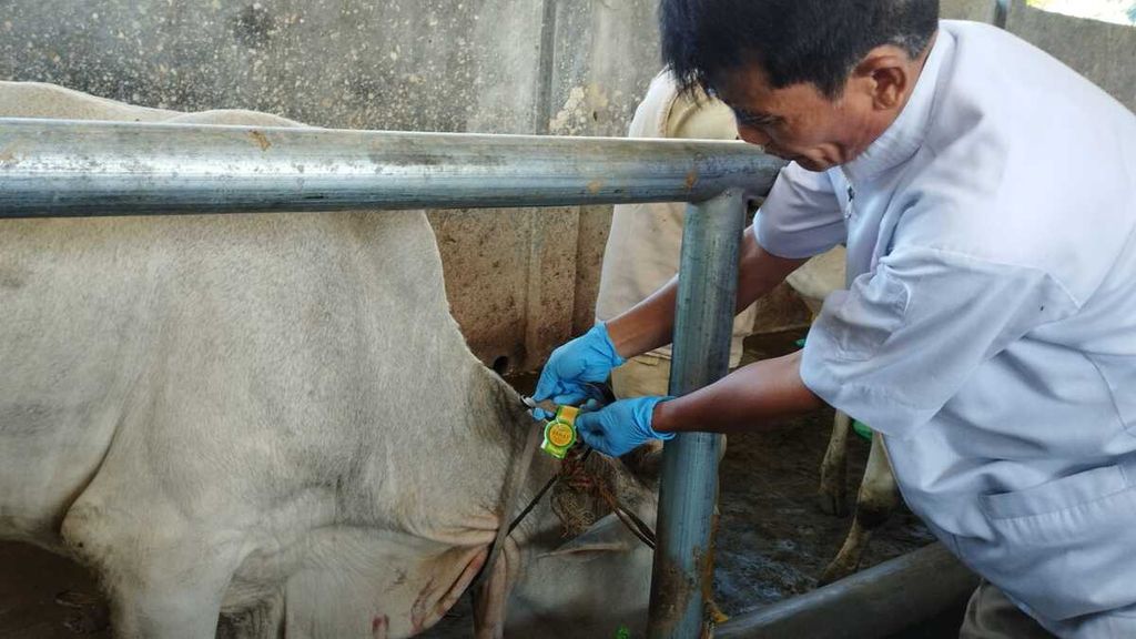 Petugas bidang peternakan Dinas Ketahanan Pangan dan Pertanian (DKPP) Kota Bogor memeriksa kesehatan hewan ternak di Rumah Pemotongan Hewan Bubulak, Rabu (29/6/2022).