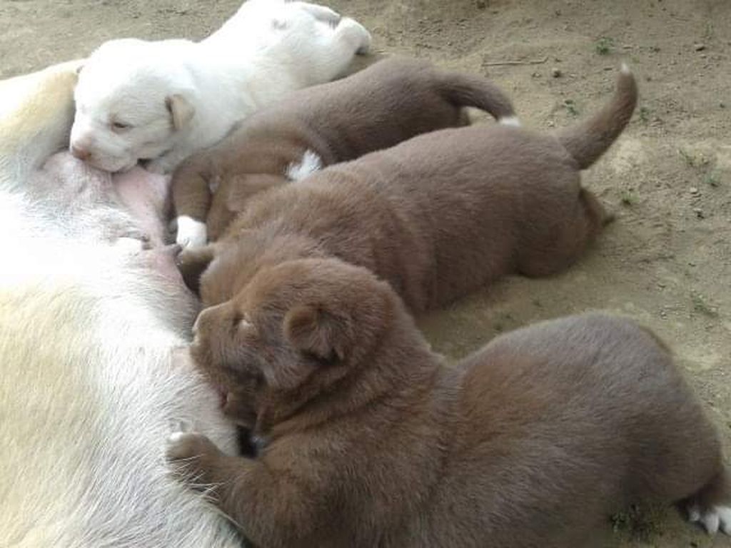 Seekor anjing betina sedang menyusui empat ekor anaknya.