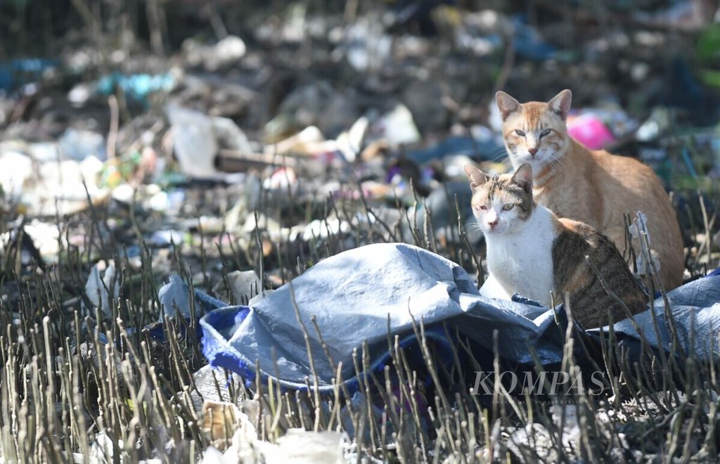 Dua kucing bermain di kawasan mangrove yang tercemar sampah plastik di pesisir Surabaya di Kelurahan Tambak Wedi, Kecamatan Kenjeran, Surabaya, Rabu (4/9/2019). Walau berperan penting untuk mencegah abrasi, kawasan hutan mangrove yang tersisa di pesisir Surabaya terancam oleh alih fungsi lahan serta polusi sampah.