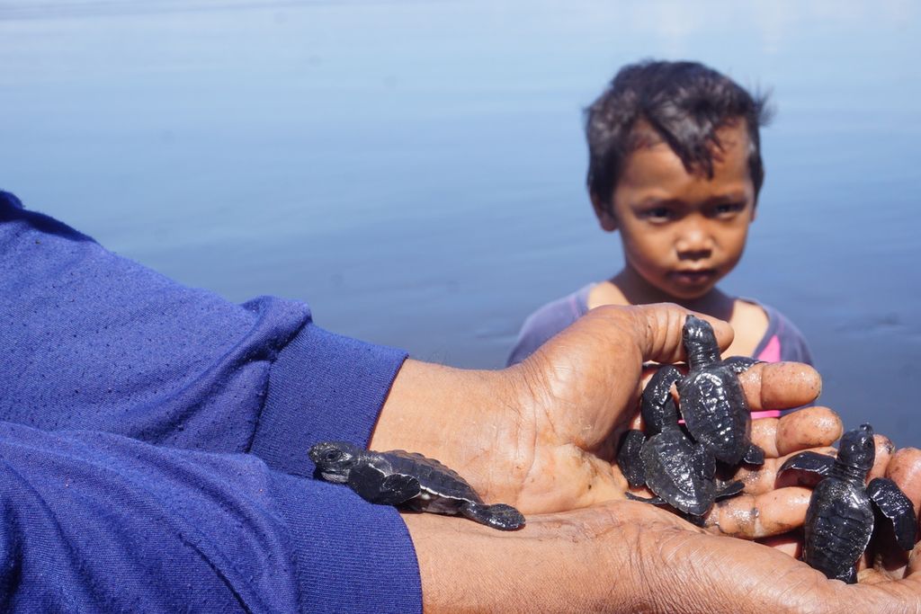 Ratusan tukik atau anak penyu jenis lekang dilepasliarkan di Pantai Sodong, Adipala, Cilacap, Jawa Tengah, Senin (14/9/2020).