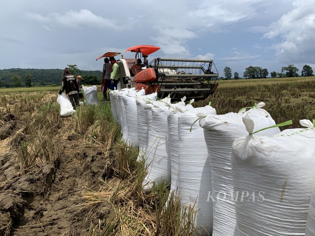 Petani di Kecamatan Simbang, Kabupaten Maros, Sulawesi Selatan, memanen padi, Jumat (19/3/2021).