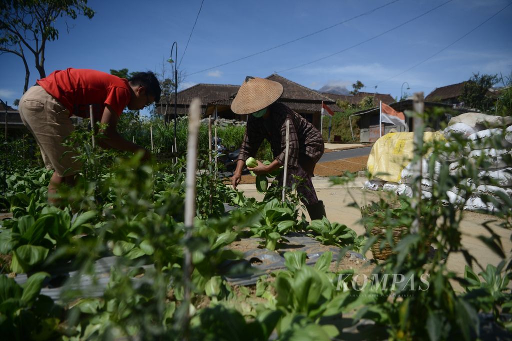 Ibu dan anaknya memanen sawi sendok yang ditanam di halaman rumah di Desa Senden, Selo, Boyolali, Jawa Tengah, Selasa (1/9/2020). Kesuburan tanah di kawasan lereng Gunung Merbabu tersebut memungkinkan warga bercocok tanam menggunakan sistem tumpang sari.