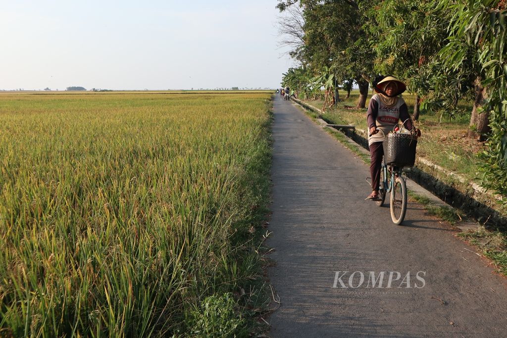 Petani melintasi sawah di Desa Juntinyuat, Kecamatan Juntinyuat, Kabupaten Indramayu, Jawa Barat, akhir Juli 2019. Juntinyuat termasuk dalam daerah kawasan industri seluas 20.000 hektar.