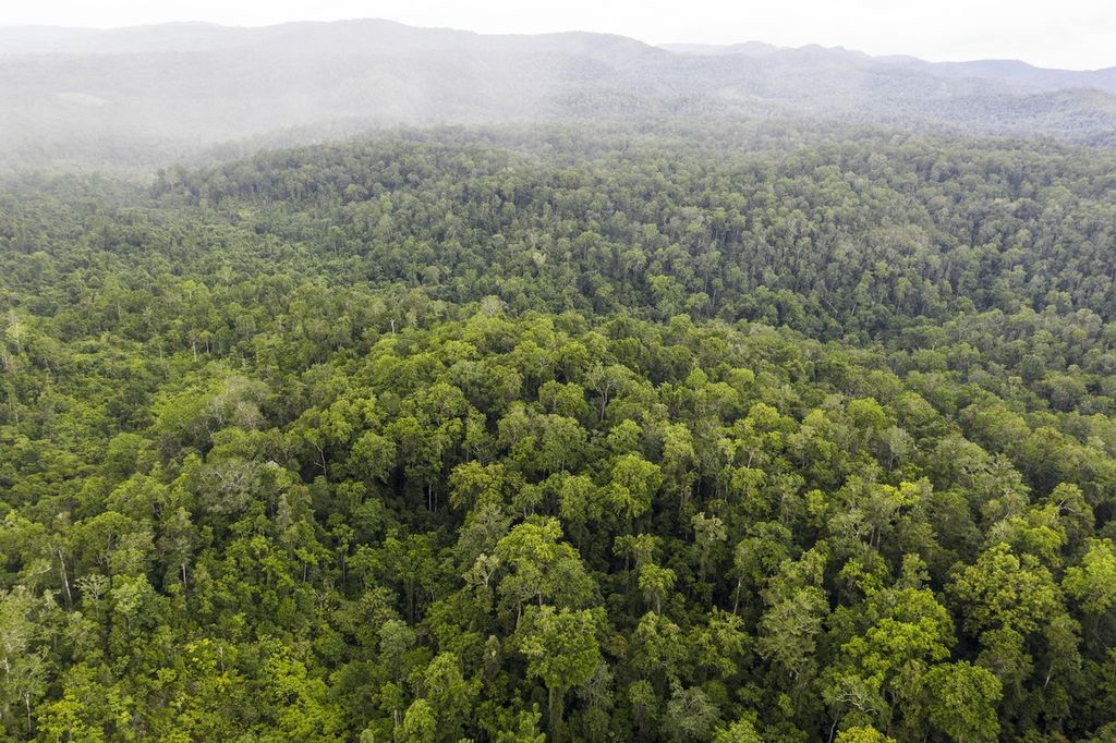 Kawasan hutan adat milik Kampung Aib, Distrik Kemtuk, Kabupaten Jayapura, yang masih terjaga kelestariannya, Sabtu (4/12/2021). Sekelompok masyarakat adat bertekad menjaga hutan adat miliknya di tengah ancaman pembalakan hutan yang terjadi secara masif di wilayah Papua.