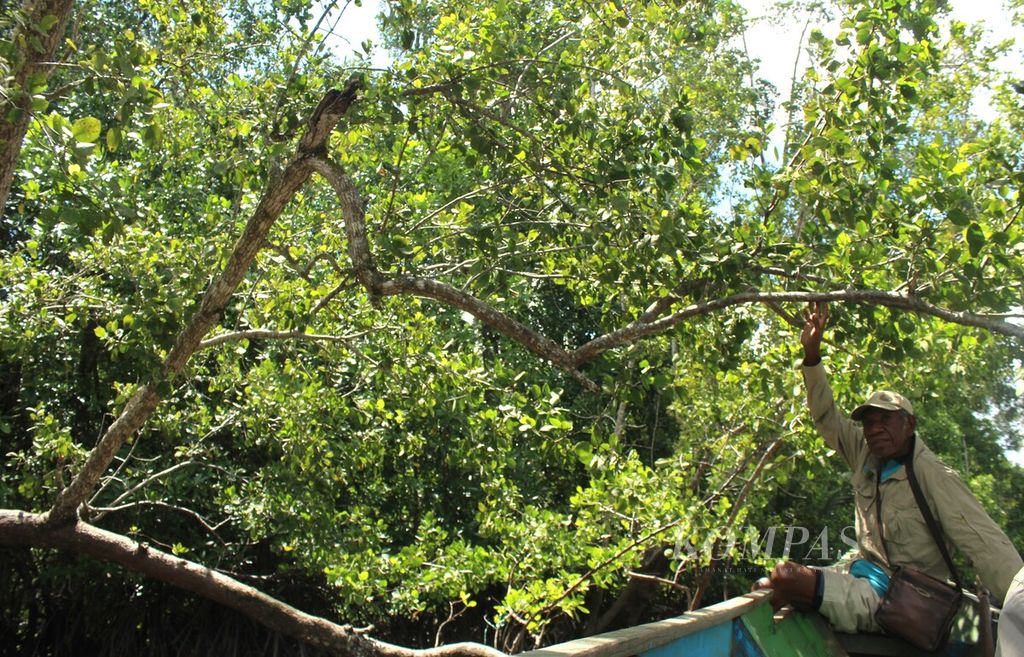 Tokoh masyarakat adat suku Yaben, Yohanis Mabruaru (70), menyusuri hutan mangrove di Distrik Konda, Kabupaten Sorong Selatan, Papua Barat Daya, Kamis (27/7/2023). 