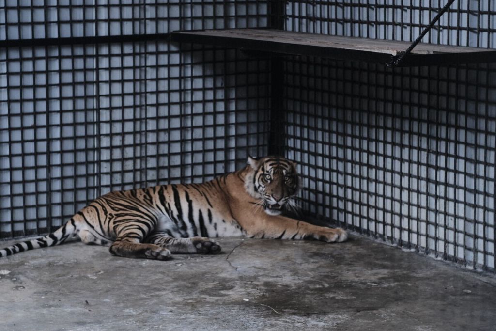 Harimau sumatera (<i>Panthera tigris sumatrae</i>) yang sempat ditangkap di Muara Enim, Sumatera Selatan, kini dalam observasi Tim Teknis Tambling Wildlife Nature Conservation, Lampung, Kamis (23/1/2020).