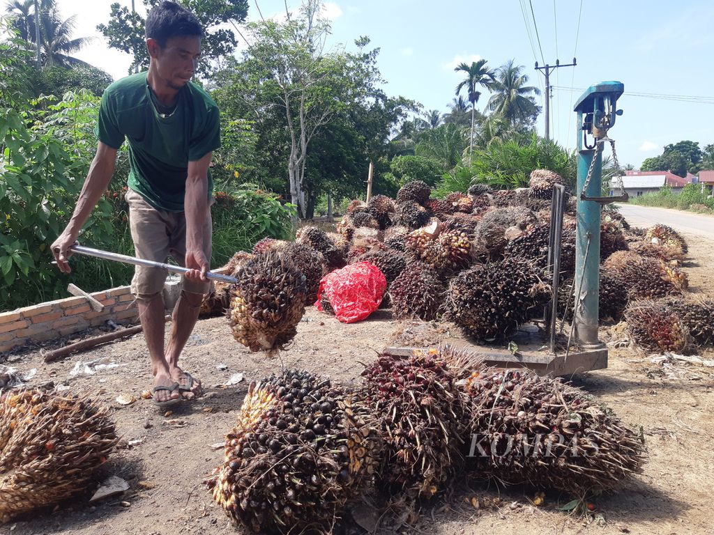 Pekerja menimbang tandan kelapa sawit, di Kecamata Banda Alam, Kabupaten Aceh Timur, Selasa (25/7/2023). Kelapa sawit menjadi salah satu kekuatan ekonomi Indoensia di pasar global.