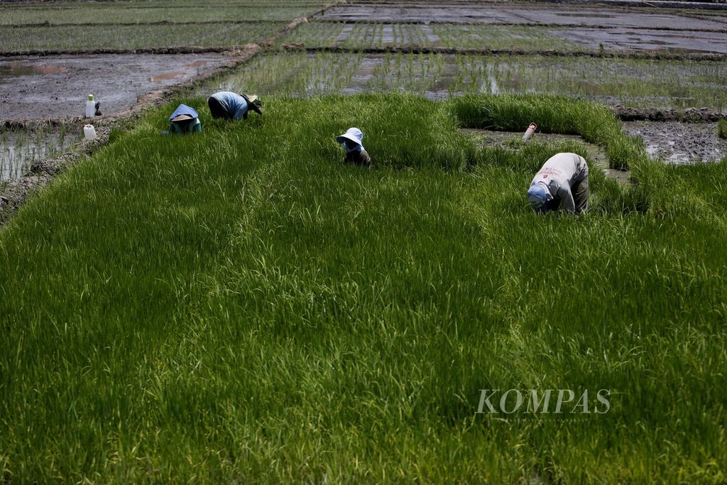 Petani menanami lahannya dengan bibit padi di Desa Tangkil, Susukan, Cirebon, Jawa Barat, Rabu (13/9/2023). 