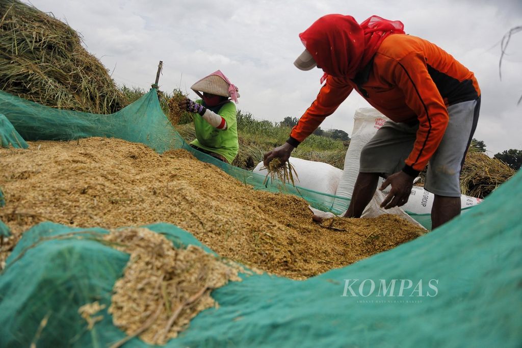 Buruh tani memanen padi di kawasan Pebedilan, Kabupaten Cirebon, Jawa Barat, Jumat (31/3/2023). Pemerintah menaksir produksi beras pada Januari-April 2023 sebesar 13,37 juta ton. Angka ini lebih rendah daripada periode sama tahun lalu yang 13,71 juta ton. 