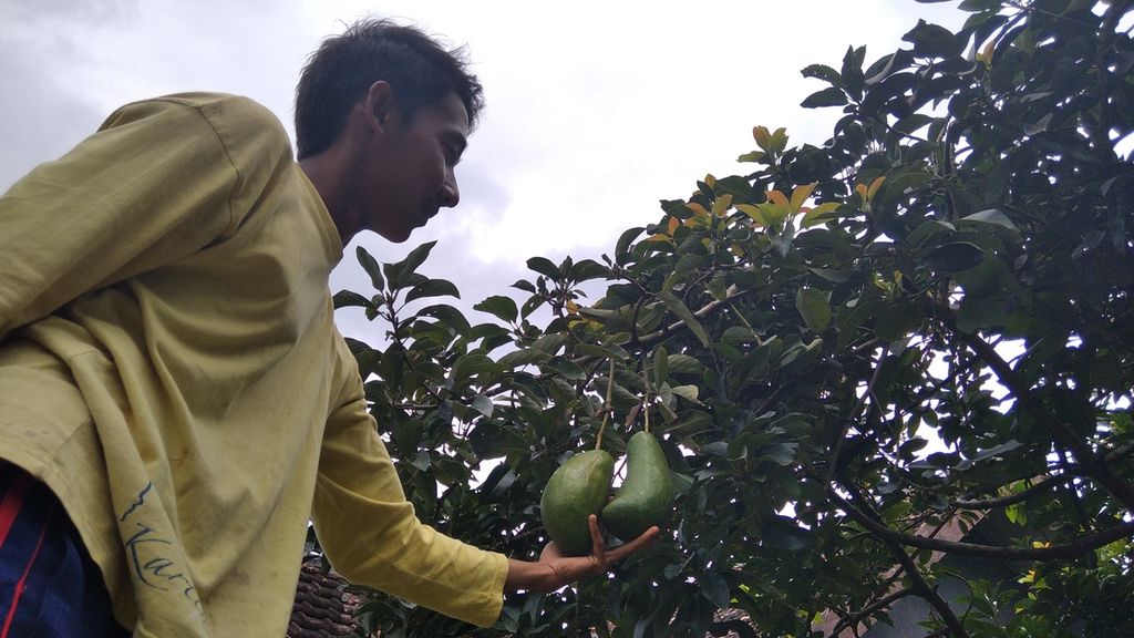 Buah alpukat pameling yang memiliki ukuran cukup besar dikembangkan oleh petani di Dusun Krajan Timur, Desa Wonorejo, Kecamatan Lawang, Kabupaten Malang, Jawa Timur, Selasa (2/3/2021)