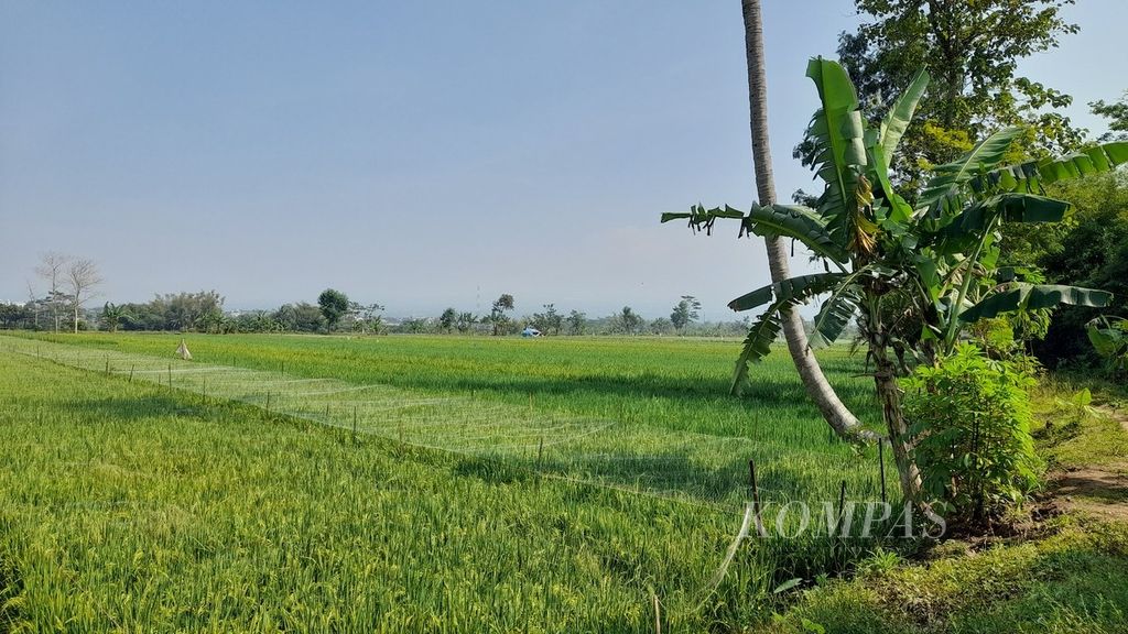 Suasana persawahan menghijau di Desa Banjararum, Kecamatan Singosari, Kabupaten Malang, Jawa Timur, Senin (22/8/2022).