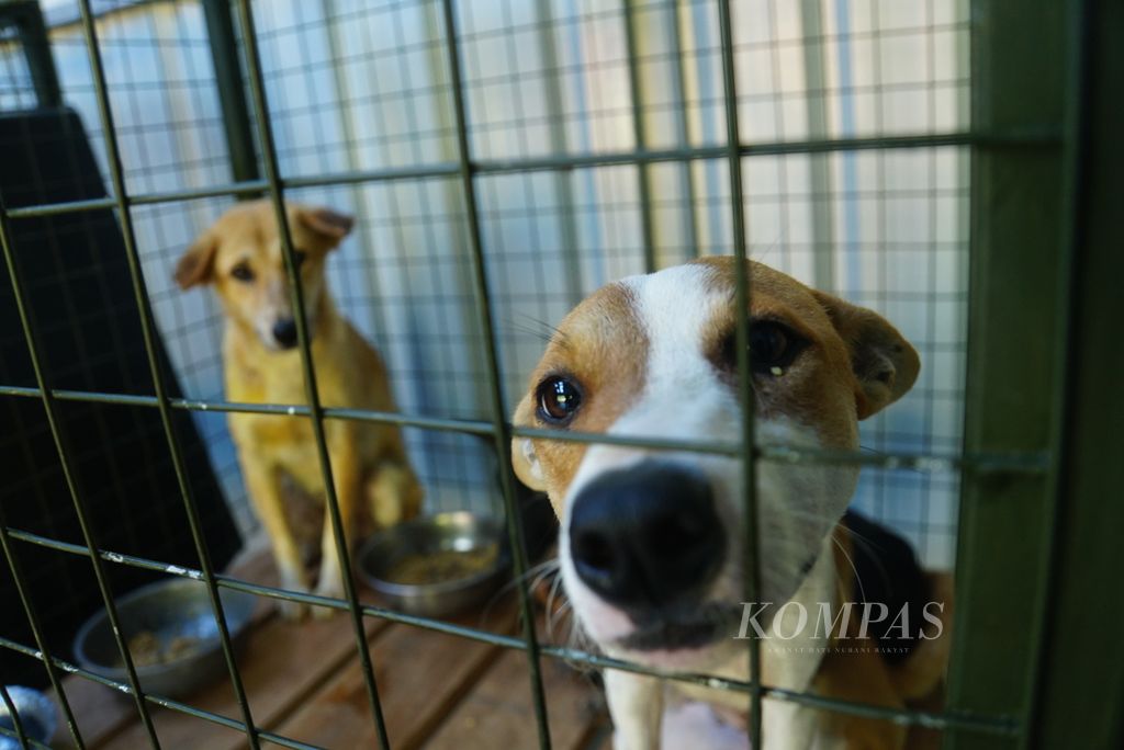 Beberapa anjing yang diselamatkan dari Pasar Beriman Wilken Tomohon dirawat di tempat penampungan (<i>shelter</i>) Animal Friends Manado Indonesia (AFMI), di Lahendong, Tomohon, Sulawesi Utara, pada Sabtu (29/7/2023) sore. 