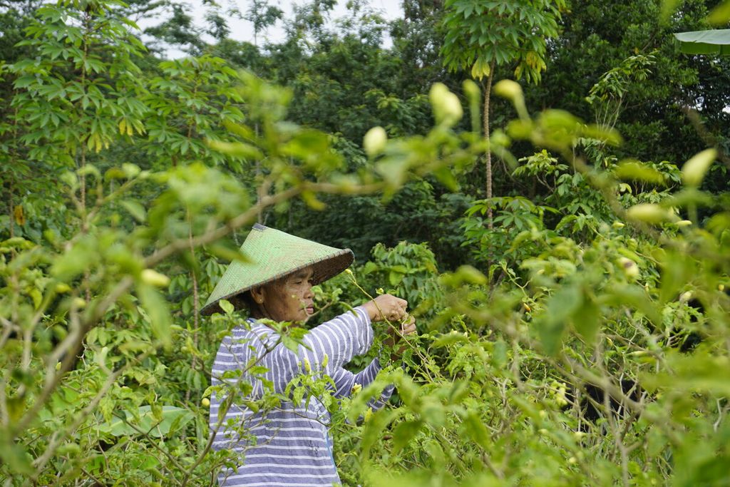 Ngadinah (63) is currently picking chili on the coal mining company's land located across from her house in Mulawarman Village, Tenggarong Seberang District, Kutai Kartanegara, East Kalimantan, on Sunday (1/5/2020).