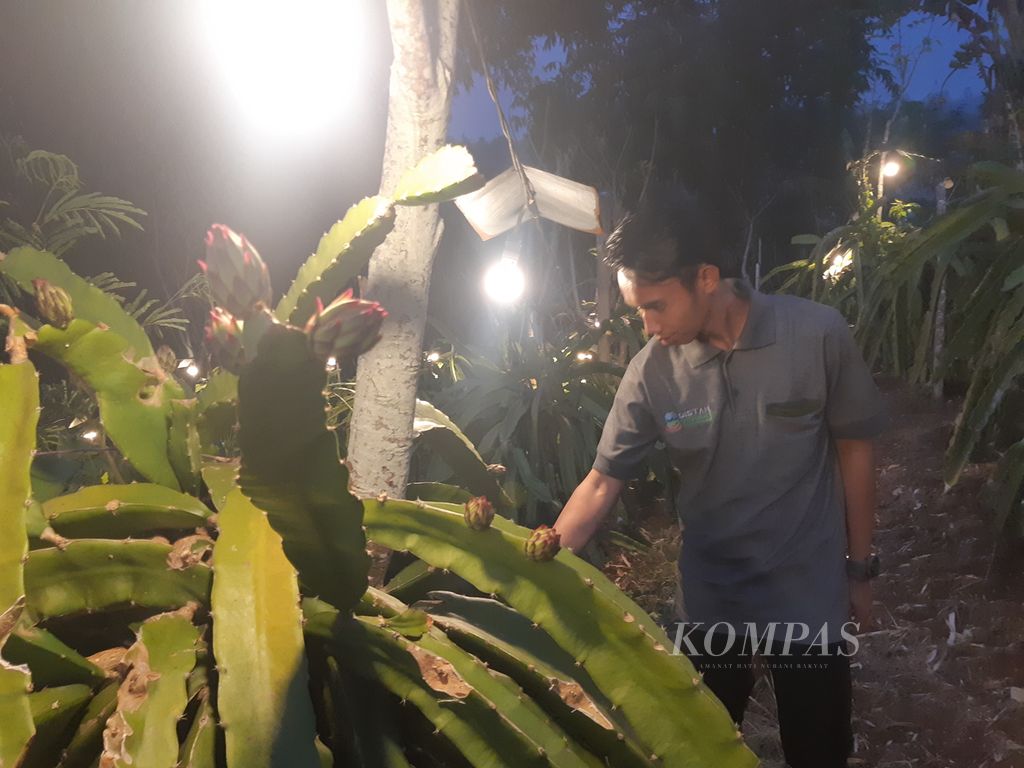 Lampu menerangi tanaman buah naga di Kebun Naga Poernama di Desa Bayongbong, Kecamatan Bayongbong, Kabupaten Garut, Jawa Barat, Rabu (14/6/2023).