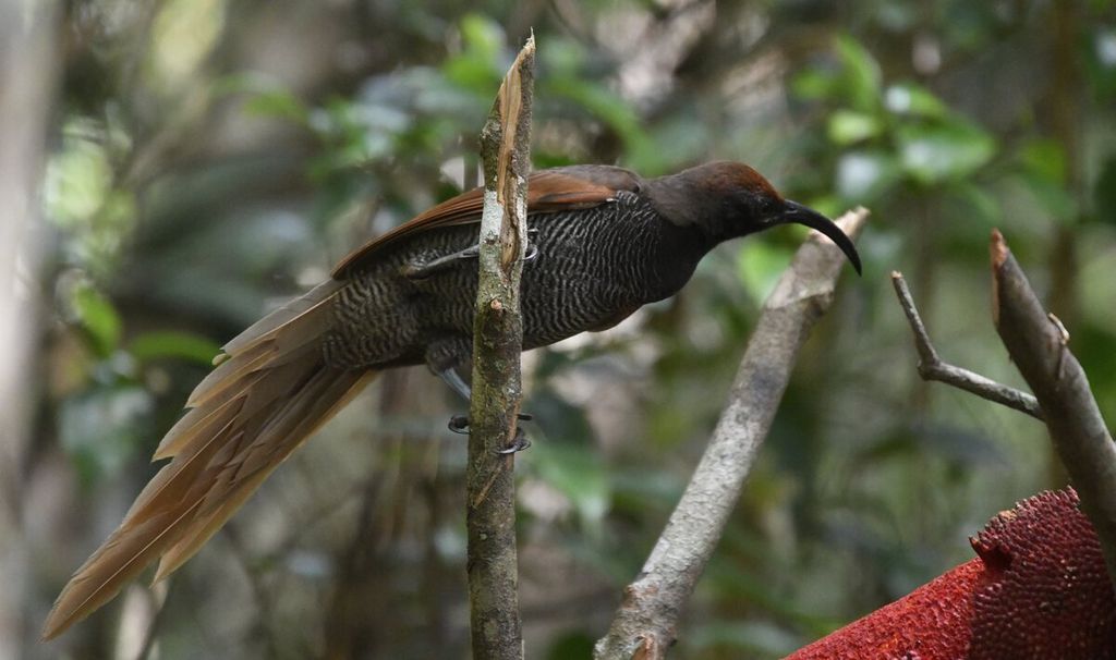 Burung Cenderawasih Paruh Sabit Kurikuri atau Black Sicklebill (Epimachus fastosus) betina terlihat di salah satu lokasi pengamatan burung Kampung Kwau, Manokwari, Papua Barat, Senin (12/4/2021). KOMPAS/RADITYA HELABUMI