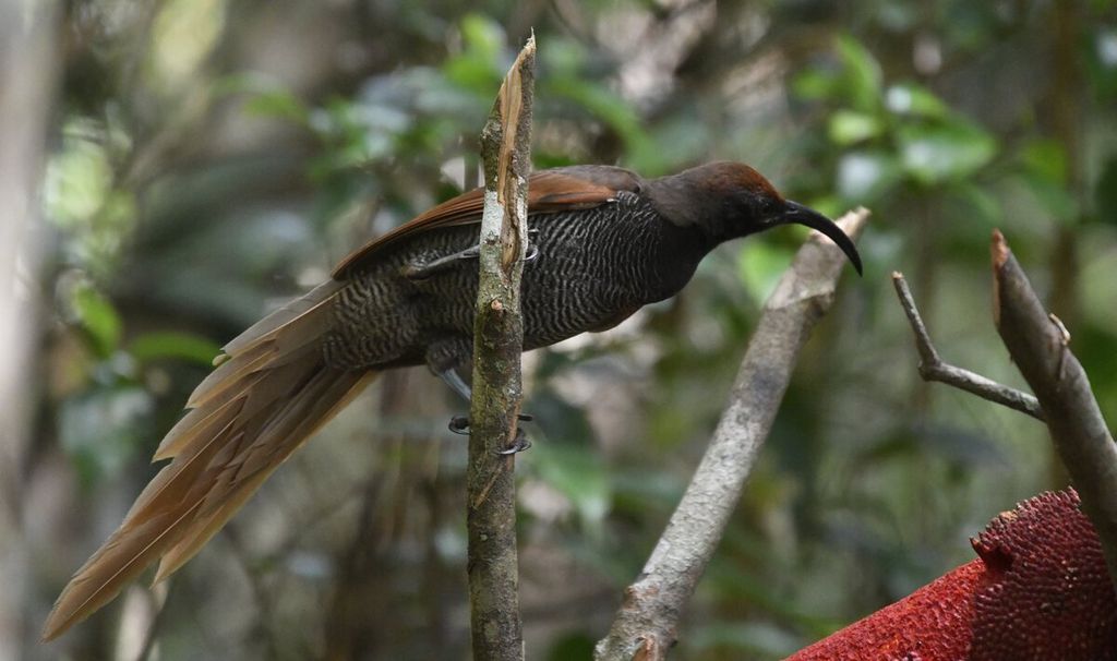 Burung black sicklebill (<i>Epimachus fastosus</i>) betina terlihat di salah satu lokasi pengamatan burung Kampung Kwau, Manokwari, Papua Barat, Senin (12/4/2021). 