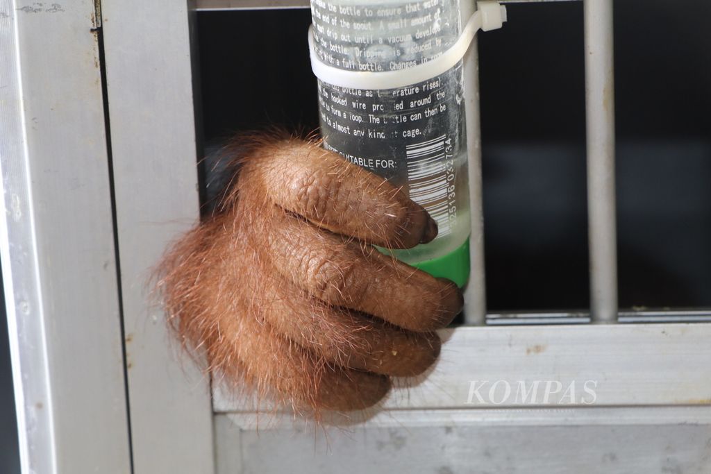 Bayi orangutan jantan berumur tiga tahun, Kaka, tiba di Bandara Kualanamu, Kabupaten Deli Serdang, Sumatera Utara, Selasa (31/5/2022). Kaka merupakan korban perburuan dan perdagangan ilegal yang sempat dipelihara warga di Bogor dan kini mendapat harapan untuk kembali ke habitat. 