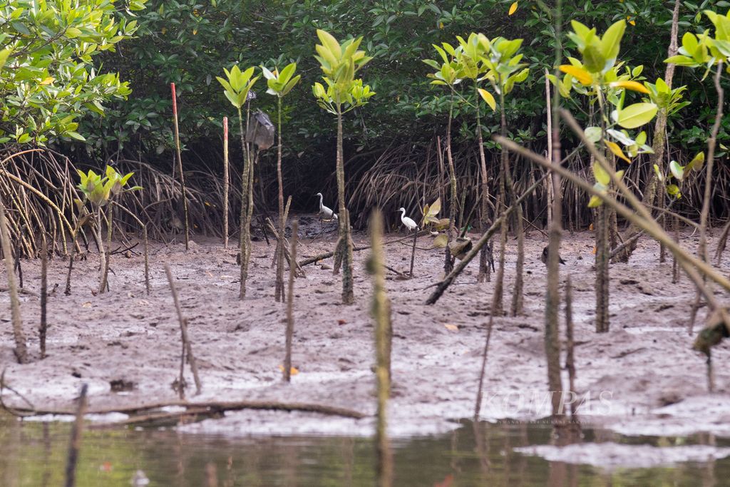 Pohon bakau kecil yang ditanam aktivis lingkungan bertahan di tengah sedimentasi yang semakin parah akibat reklamasi di sekitar kawasan Rehabilitasi Hutan dan Lahan (RHL) Tanjung Piayu, Batam, Kepulauan Riau, Senin (21/2/2022).