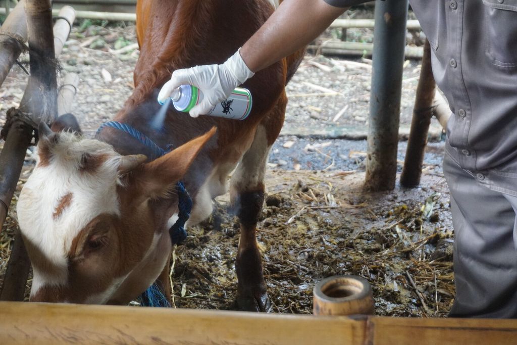 Pemberian cairan eco antiseptic pada luka sapi di bagian leher di Desa Mipiran, Purbalingga, Jawa Tengah, Rabu (12/5/2022).